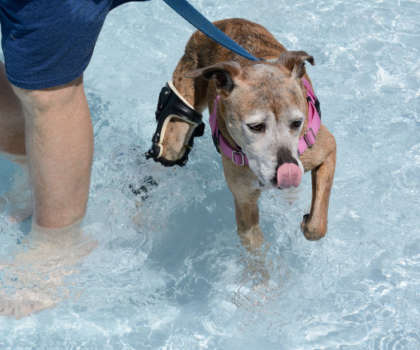Older mixed breed boxer with white face wearing orthotic brace swimming in swimming pool and licking lips with tongue after getting treat