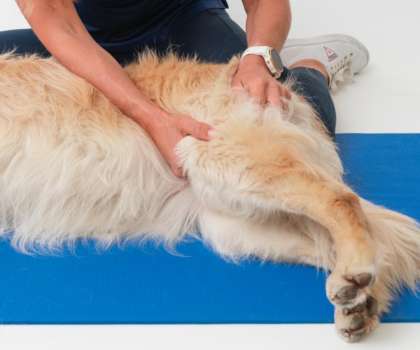 MAP Canine Massage 1 - Copy