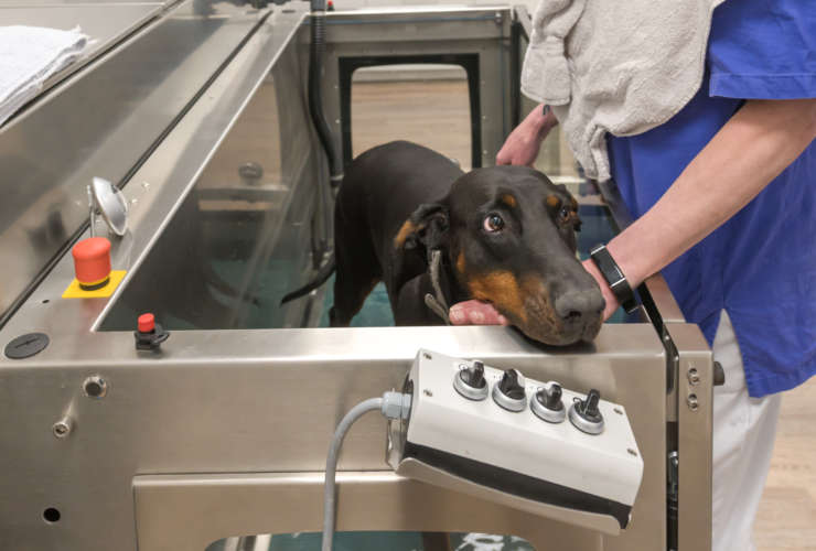 Hydrotherapy for dogs
