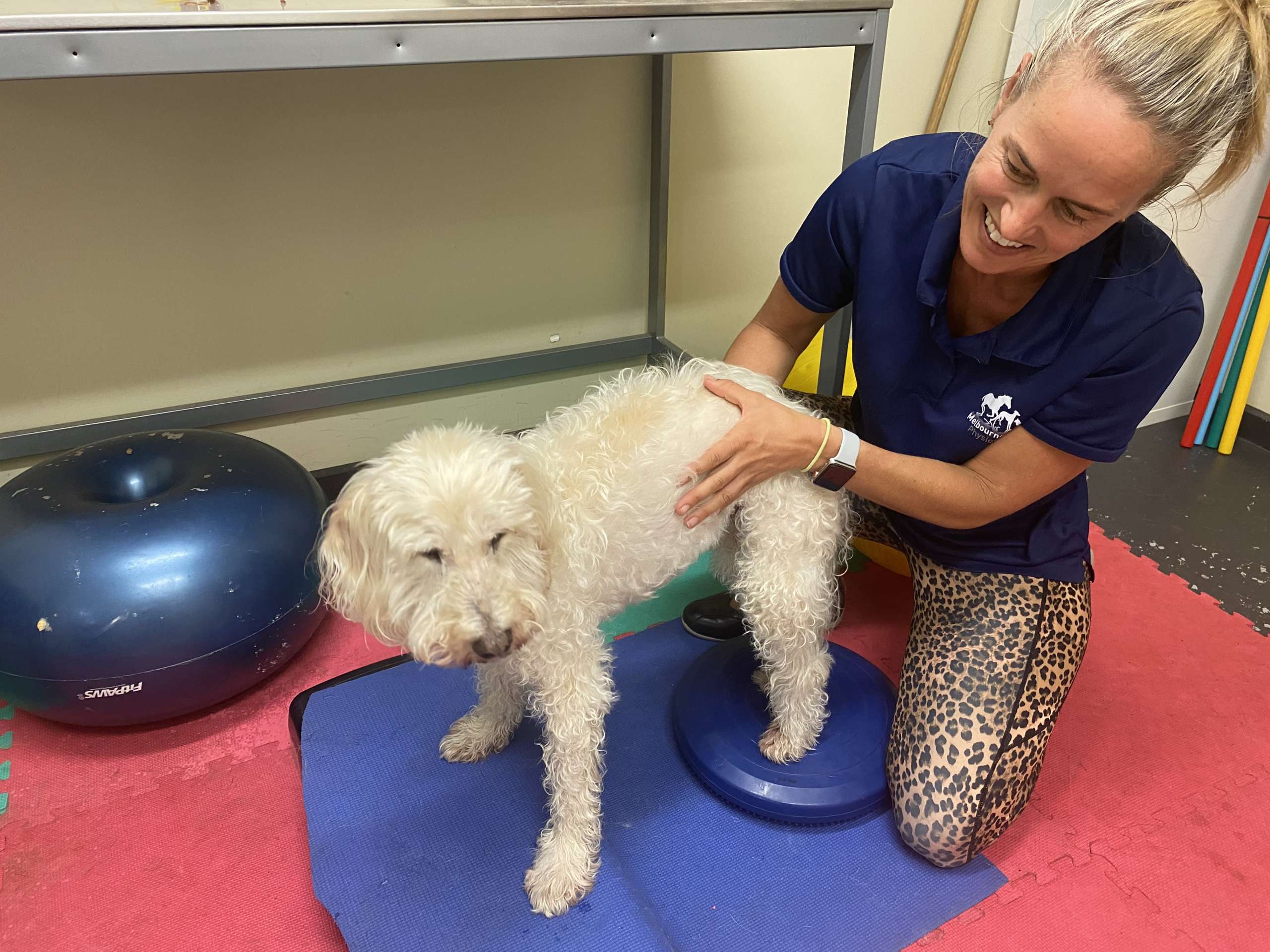 Physiotherapy store for dogs