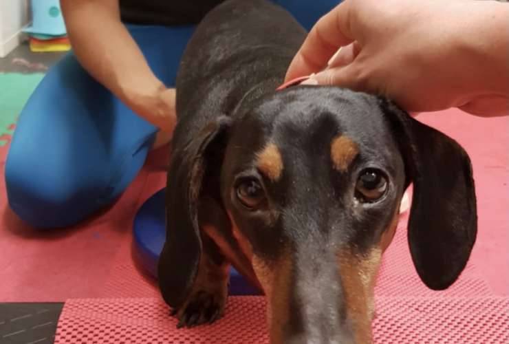 Do Dachshunds Have An Underbite