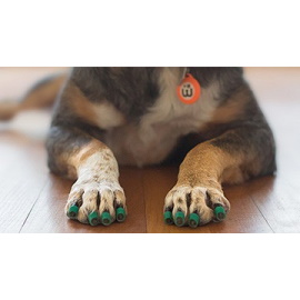 Dr Buzby's Toe Grips – Melbourne Animal Physiotherapy