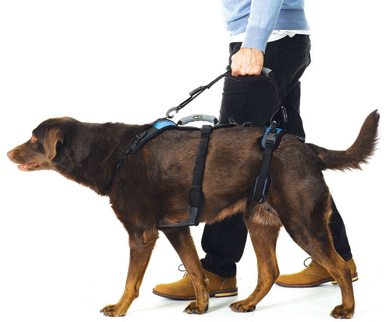 do dogs with degenerative myelopathy have pain