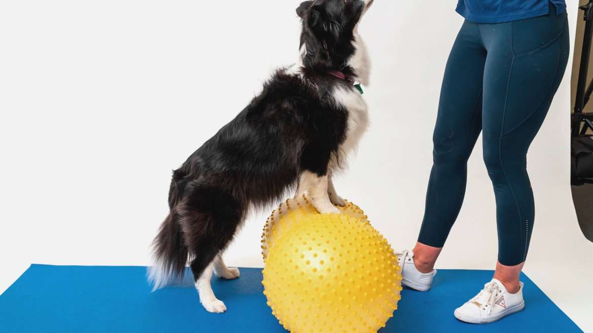 What exercise is best for dogs?
