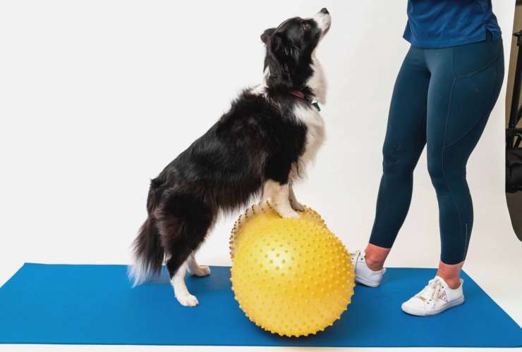 What exercise is best for dogs?