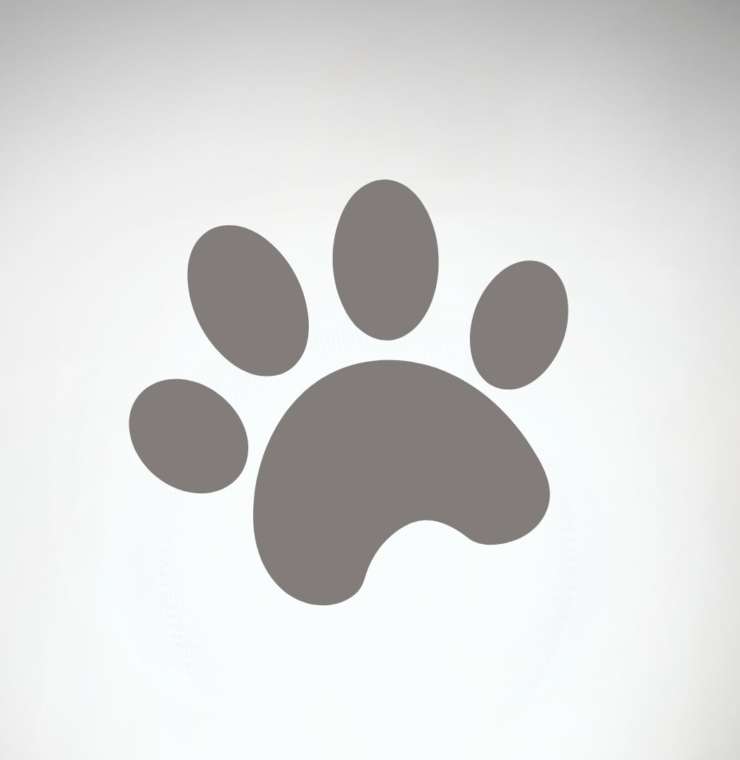 Placeholder 1_Paw