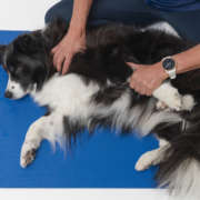 How to become an Animal Physiotherapist in Australia