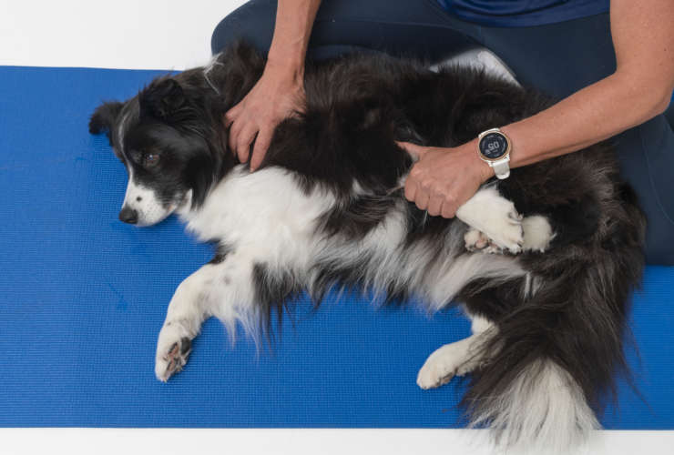 How to become an Animal Physiotherapist in Australia