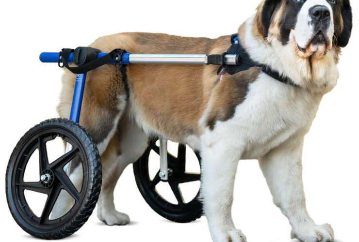 Wheelchair Rentals