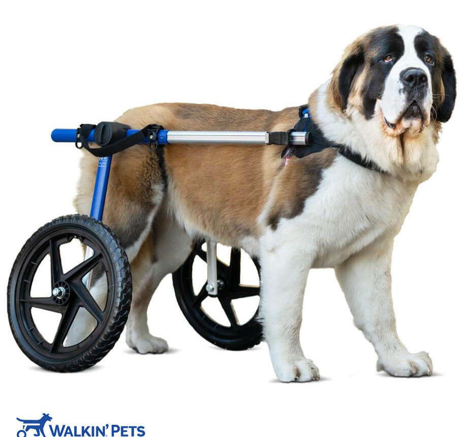 Wheelchair Rentals