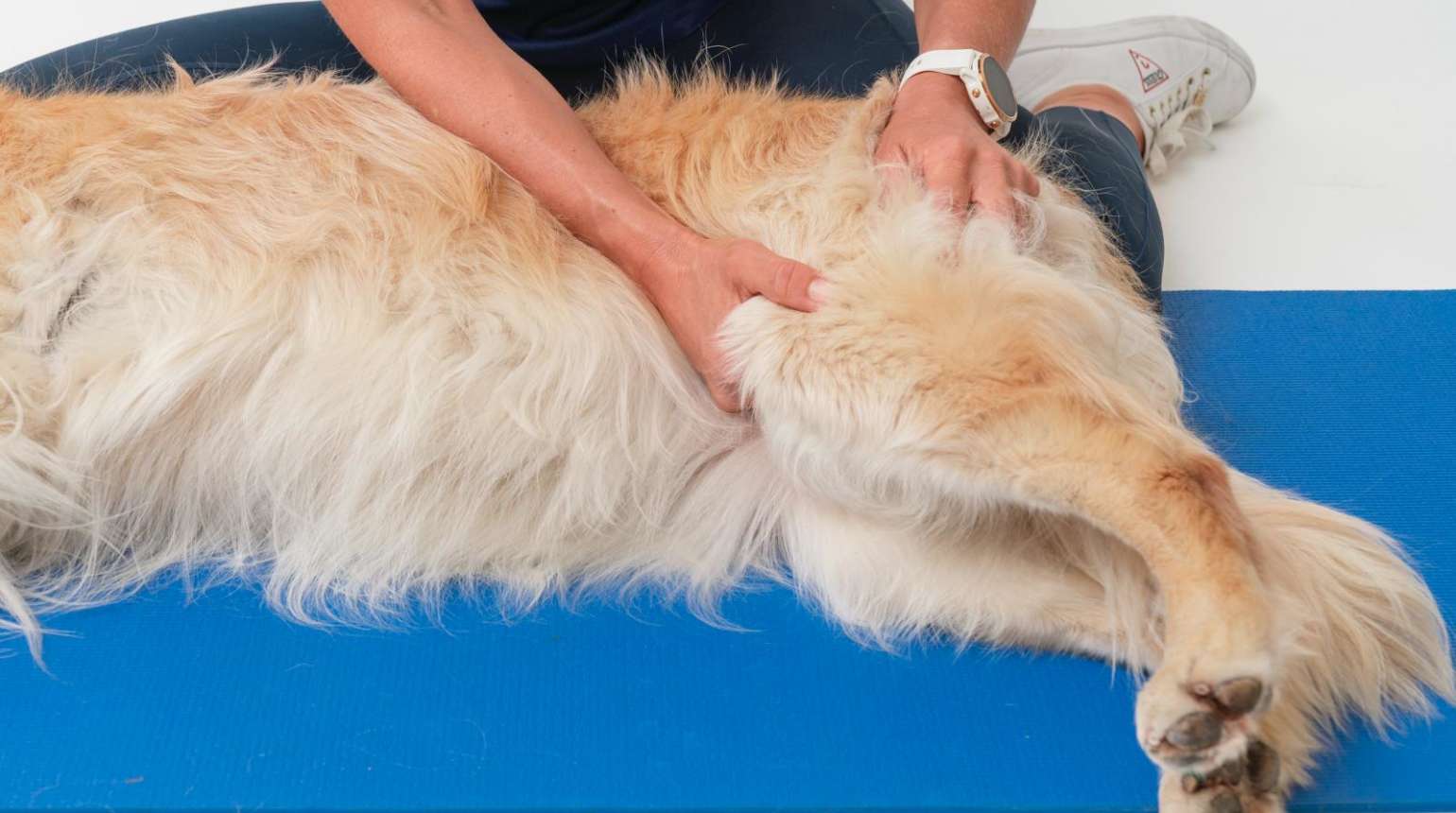 Patella Luxation in Dogs