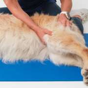 Patella Luxation in Dogs