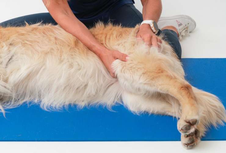 Patella Luxation in Dogs