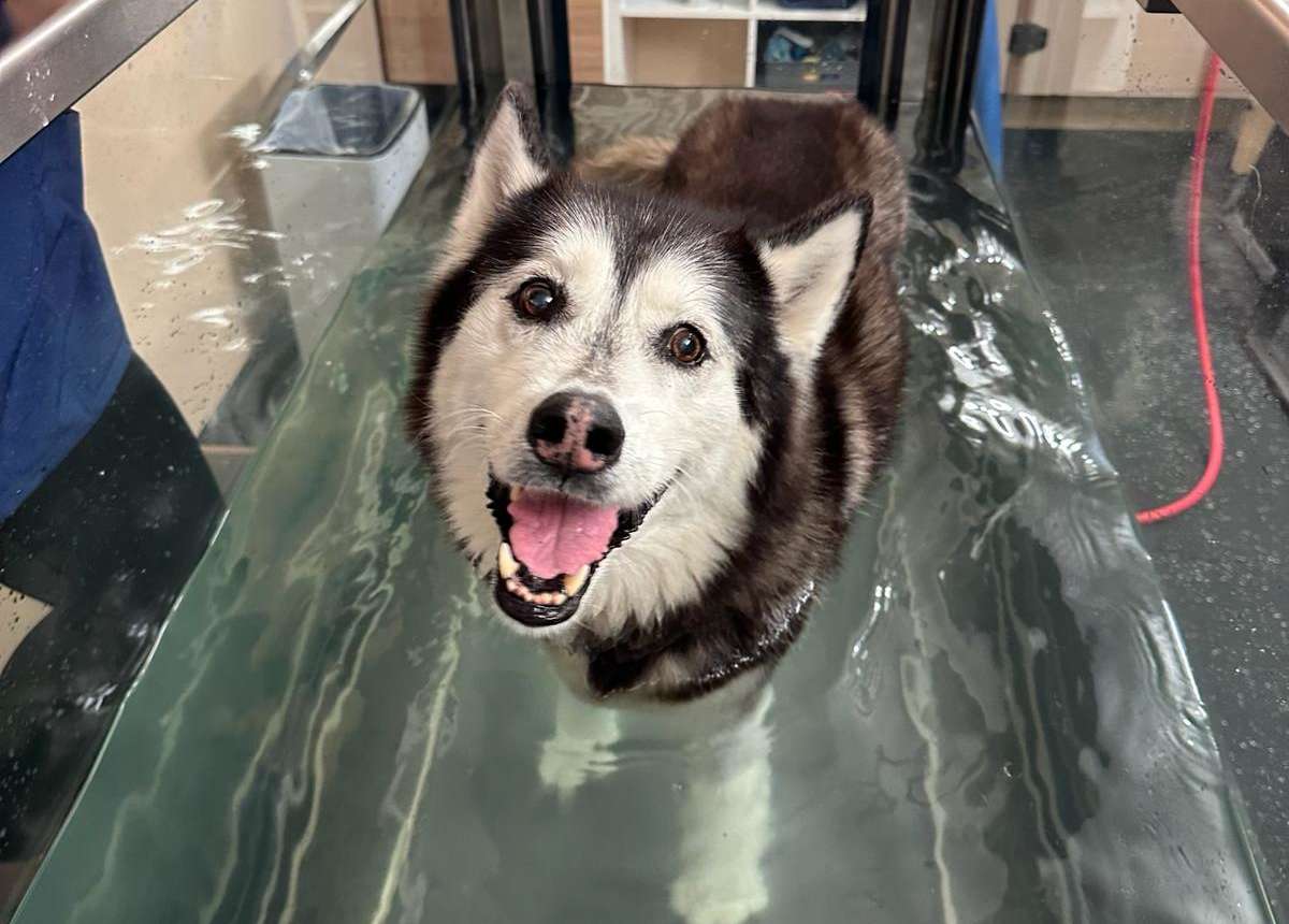 New Face to Face Canine Hydrotherapy Course