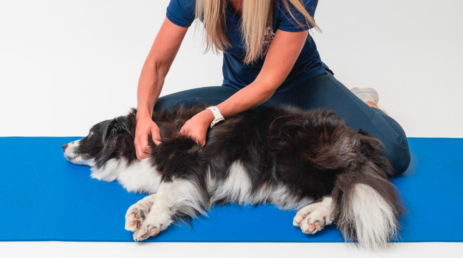 Medial Shoulder Instability in Dogs: How Physiotherapy Helps Your Pet Get Back on Their Paws
