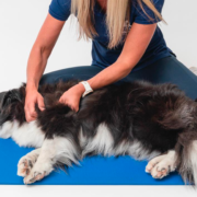 Medial Shoulder Instability in Dogs: How Physiotherapy Helps Your Pet Get Back on Their Paws
