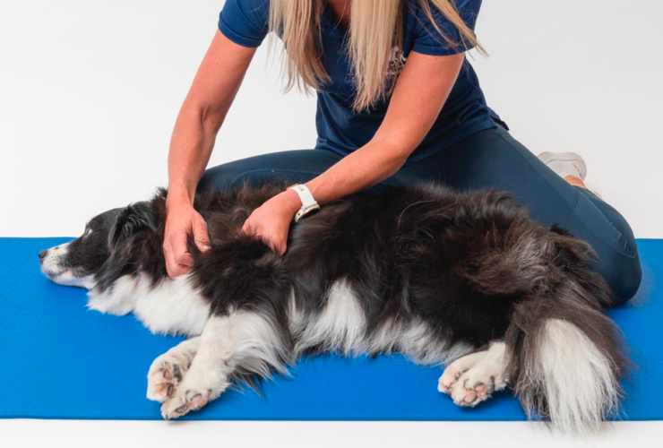 Medial Shoulder Instability in Dogs: How Physiotherapy Helps Your Pet Get Back on Their Paws