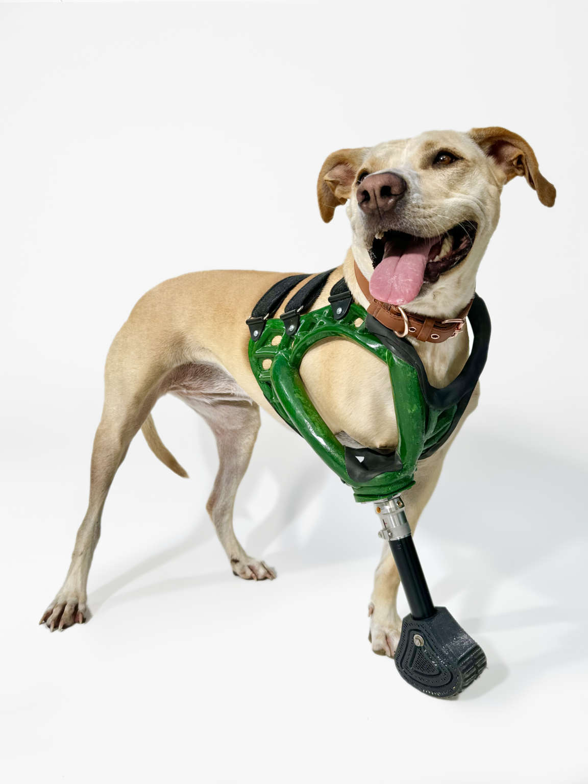 3d-printed-prosthetics-melbourne-animal-physiotherapy