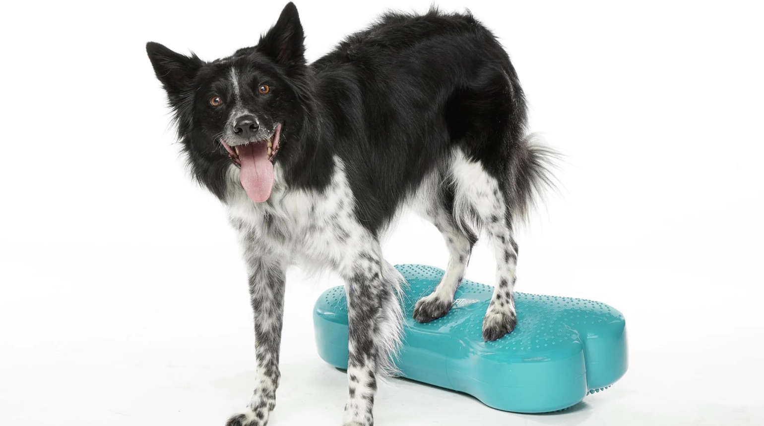 Osteoarthritis in Dogs from a Physio