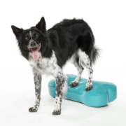 Osteoarthritis in Dogs from a Physio