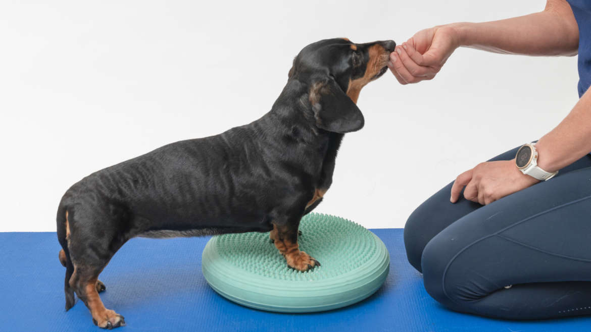 Conservative Management of IVDD in Dogs: Can They Walk Again Without Surgery?