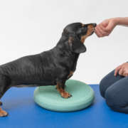 Conservative Management of IVDD in Dogs: Can They Walk Again Without Surgery?