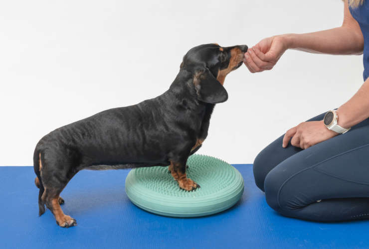 Conservative Management of IVDD in Dogs: Can They Walk Again Without Surgery?