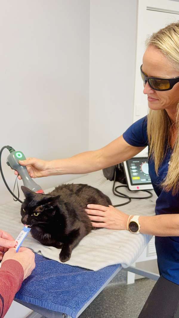 Cat Physiotherapy: Helping Your Feline Friend Move Better and Feel ...