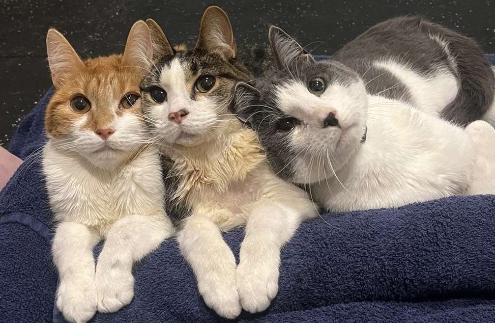 Cat Physiotherapy: Helping Your Feline Friend Move Better and Feel Great
