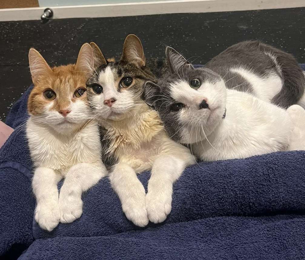 Cat Physiotherapy: Helping Your Feline Friend Move Better and Feel Great