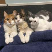 Cat Physiotherapy: Helping Your Feline Friend Move Better and Feel Great