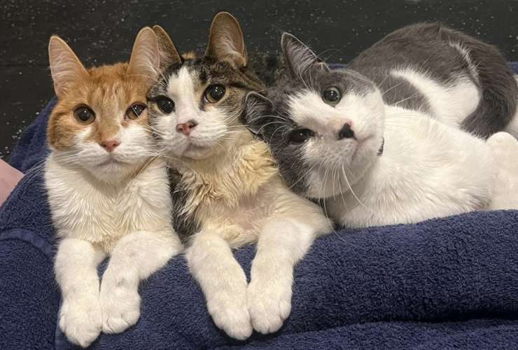 Cat Physiotherapy: Helping Your Feline Friend Move Better and Feel Great