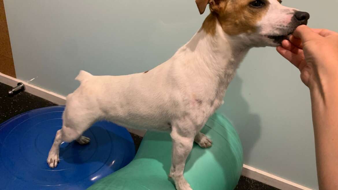 Conservative Recovery for Canine Cruciate Ligament Injuries