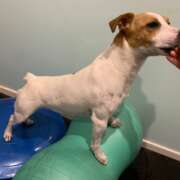 Conservative Recovery for Canine Cruciate Ligament Injuries