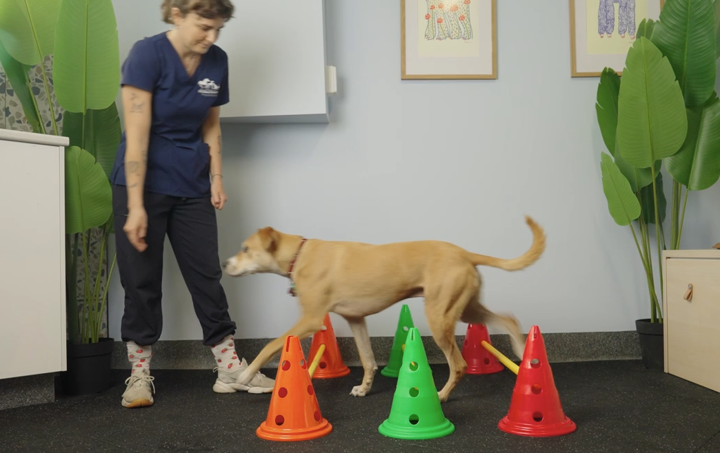 How Physiotherapy Supports Senior Dogs: Enhancing Comfort, Mobility, and Quality of Life