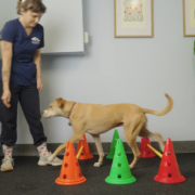 How Physiotherapy Supports Senior Dogs: Enhancing Comfort, Mobility, and Quality of Life