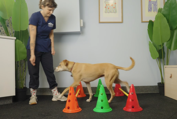 How Physiotherapy Supports Senior Dogs: Enhancing Comfort, Mobility, and Quality of Life
