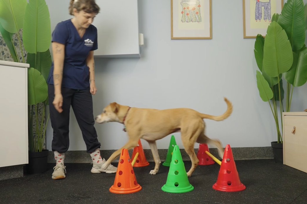 How Physiotherapy Supports Senior Dogs: Enhancing Comfort, Mobility, and Quality of Life